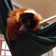 Red-ruffed lemur Kalani waits out the storm in a hammock made by animal care staff.